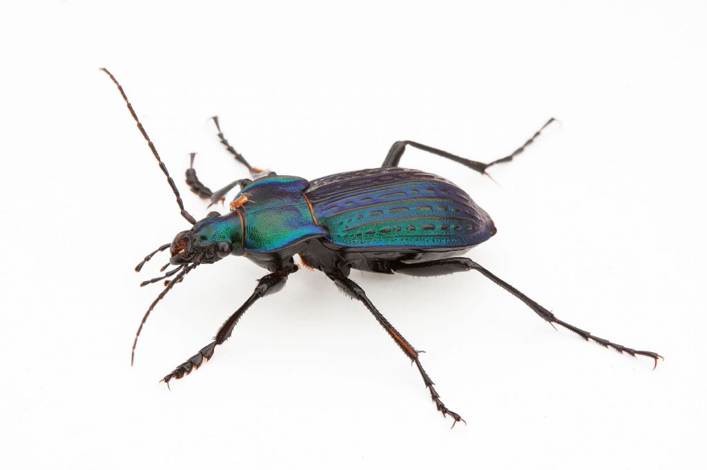 Carabus cancellatus - ememplare blu